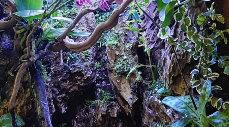 Paludarium 27/04/2020