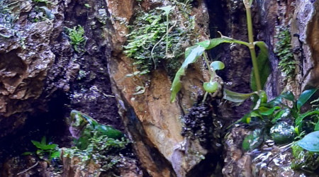 Paludarium 27/04/2020