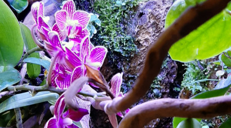 Paludarium 27/04/2020