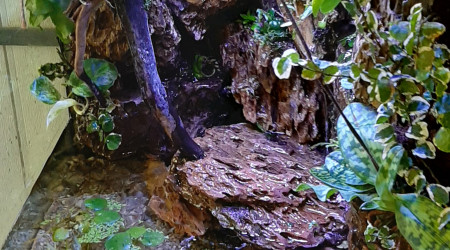 Paludarium 27/04/2020