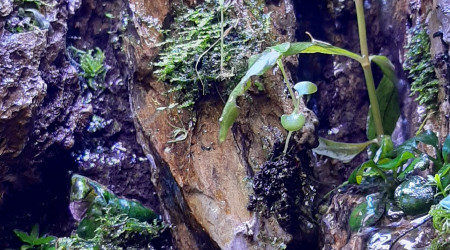 Paludarium 27/04/2020