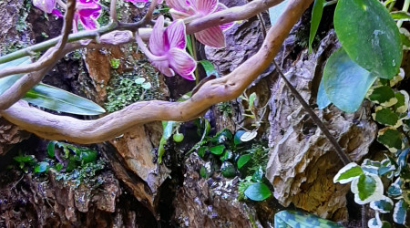 Paludarium 27/04/2020