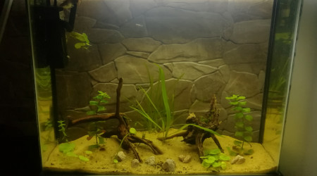 aquarium Djanet