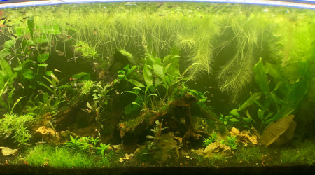 aquarium 240L