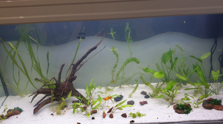 aquarium Debutant