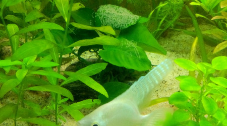 Surveillance maternelle