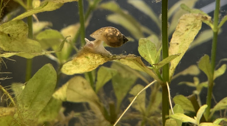 Miam miam les bonnes algues ^^