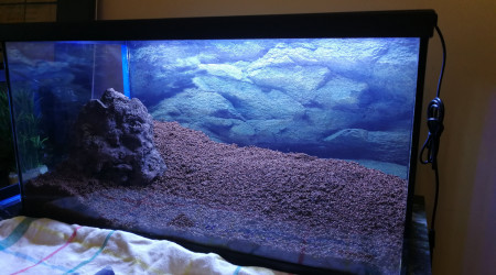 Prêt pour la plantation.