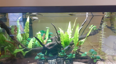 aquarium Bac elevage et reproduction de danio rerio