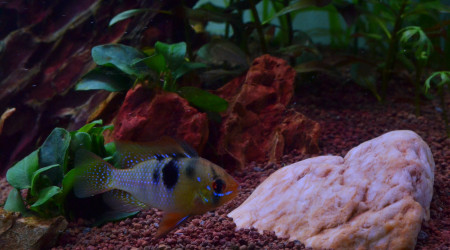 Ajout d'une pierre "lisse"