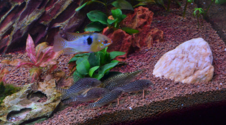 Ajout d'une pierre "lisse"