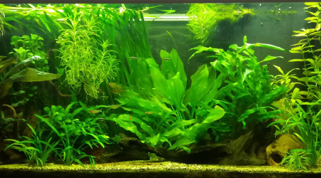 aquarium Amazonien