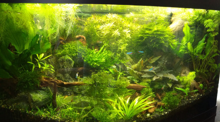 aquarium Jungle 180