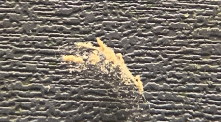 Grappe d’oeux de limnées