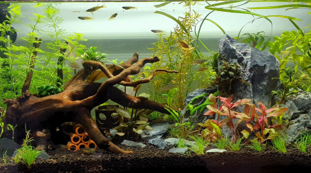 Seconde étape de plantation