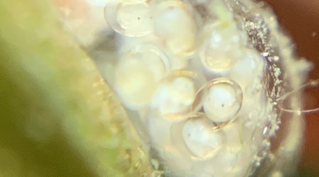 Repro des limnées plus rapide que je pensais xD