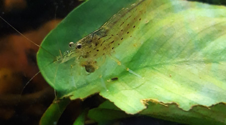 Expérience de cohabitation réussie