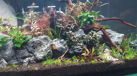 aquarium 180 scap