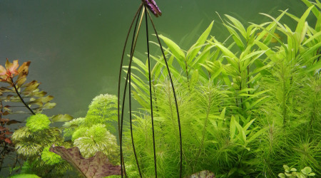 Mon Lotus n arrête plus de pousser