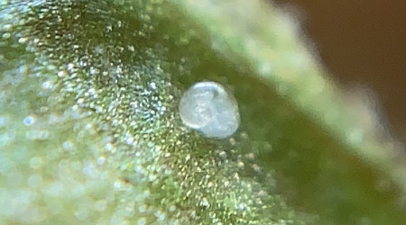 Plop PlopPlopPlopPlop