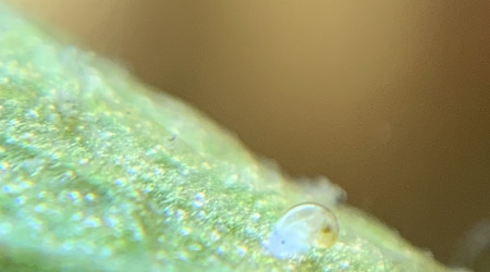 Plop PlopPlopPlopPlop