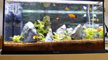 aquarium 54_litres