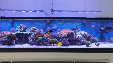 aquarium Récif 1500 Litres