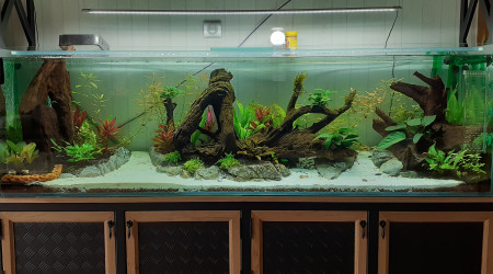 aquarium Biotop