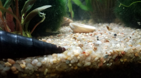 aquarium Escargot