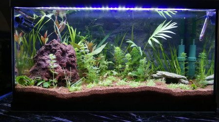 Ajout de quelques plantes...