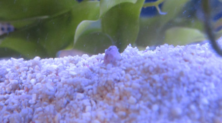 petit coquillage indéterminé