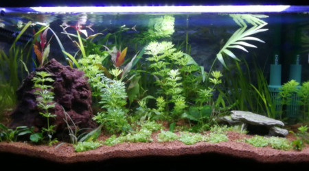 Évolution des plantes depuis le 06/05