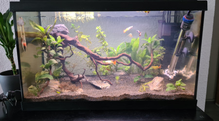 aquarium communautaire 64L