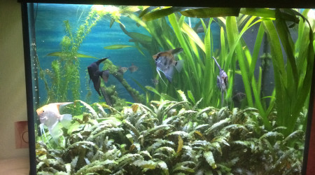 aquarium Lido200