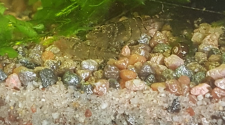 C'est bon la citrouille !