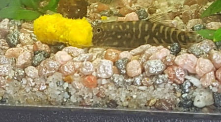 C'est bon la citrouille !