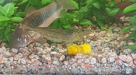 C'est bon la citrouille !