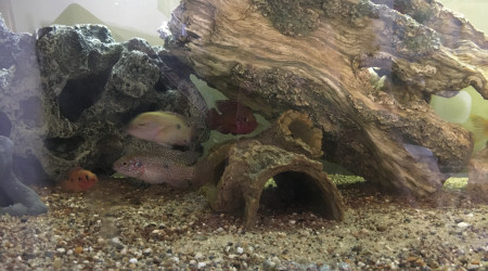 aquarium Cichlidés