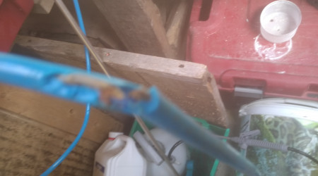 Le Ragondin a sectionner le câble audio de l effaroucheur de cormorans