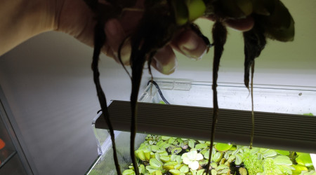 Retour de confinement