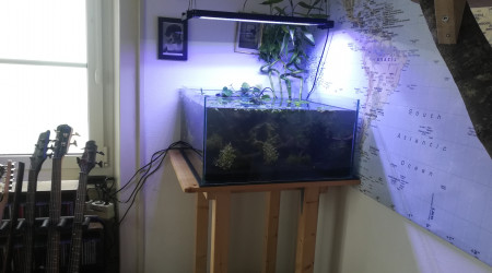 aquarium Low-tech bac ouvert