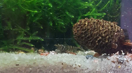 Corys, tanis, myzons et crevettes