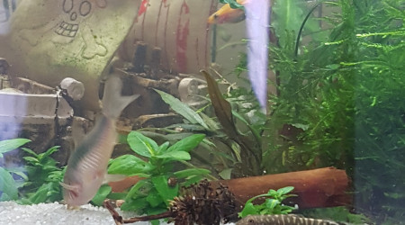 Corys, tanis, myzons et crevettes