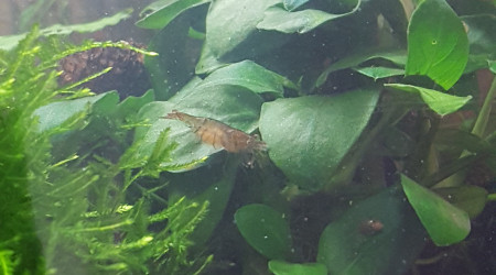 Corys, tanis, myzons et crevettes