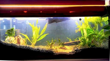 aquarium Amazonien