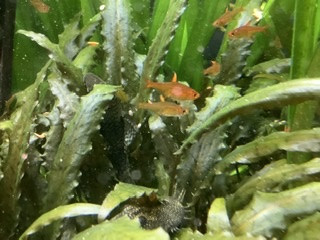 Un inconnu au milieu du banc de tétra........