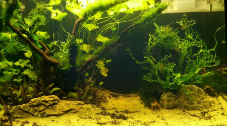 aquarium Aquarium asiatique 60L