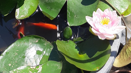 aquarium Aquarium dans un pot fleur en extérieur