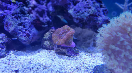 Acanthastrea Crayon