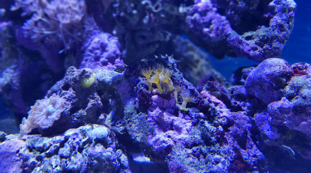 Parazoanthus gracillis